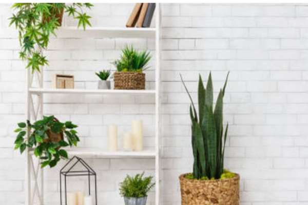 Living Room Plant DIY Projects for Decorating with Plants
