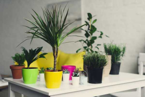 Living Room Plant Ideas Types of Plants: Low Maintenance, Colorful, Tropical