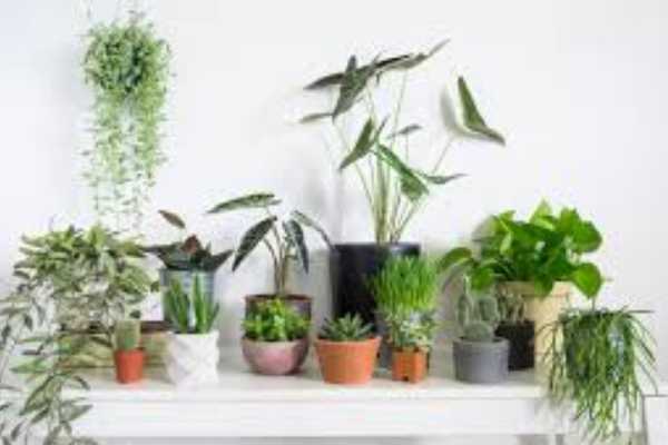 Living Room Plant Ideas Where to Buy Living Room Plants
